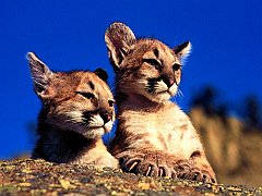 Cougar Cubs, Montana